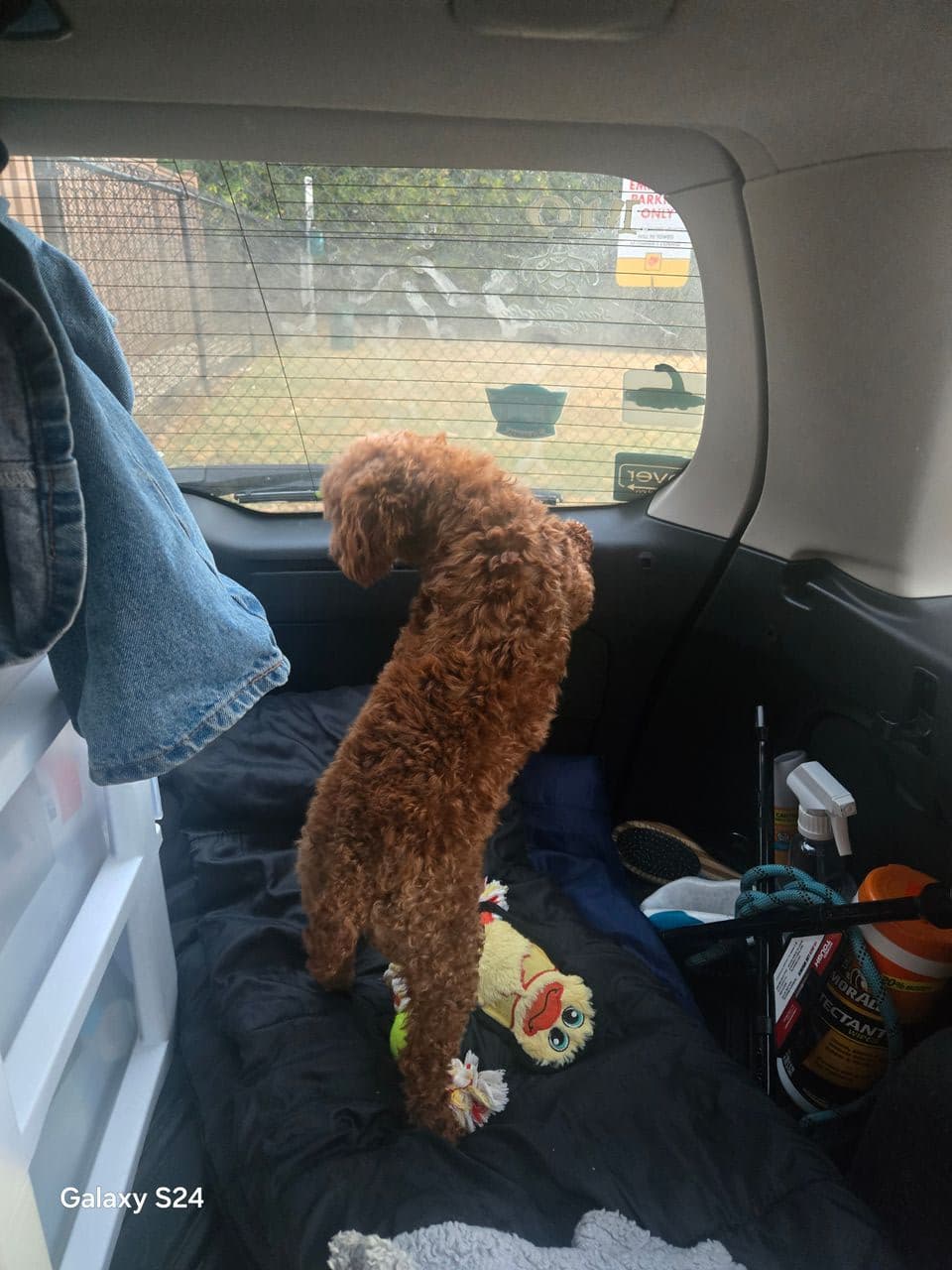 Pet travel photo 2