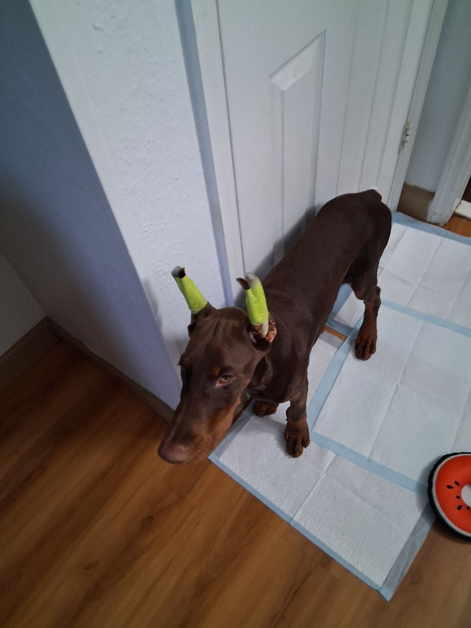 Pet travel photo 6