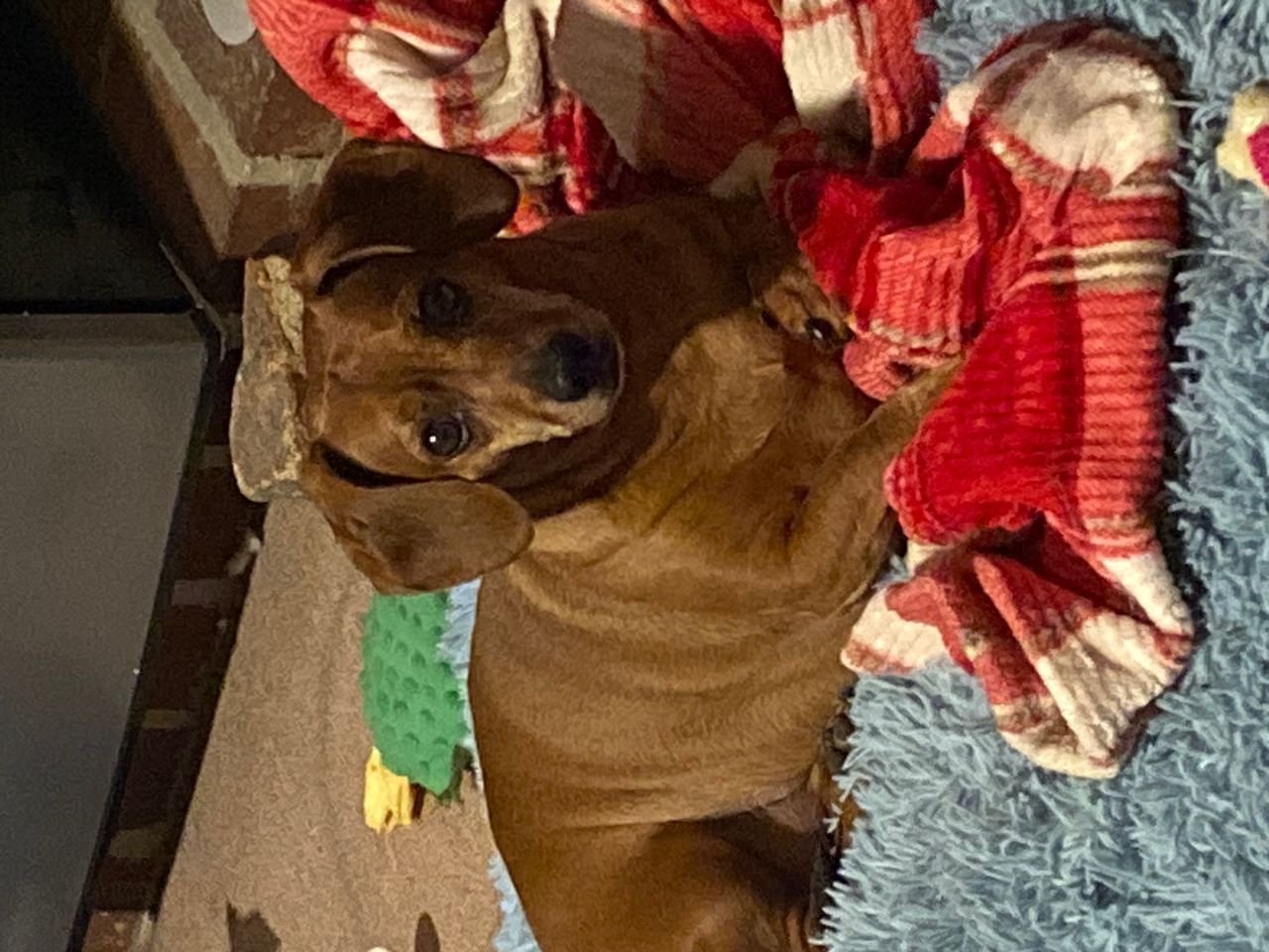 Pet travel photo 6