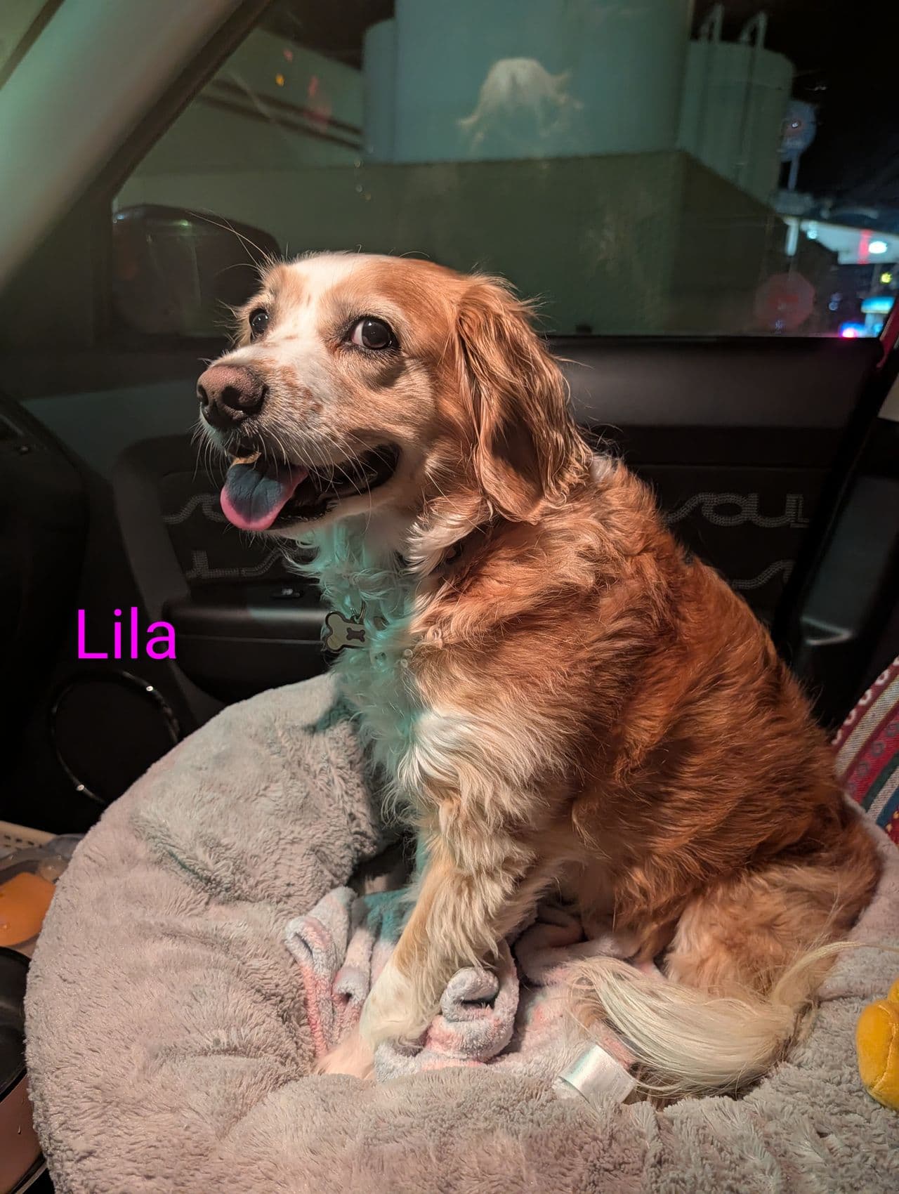 Pet travel photo 4