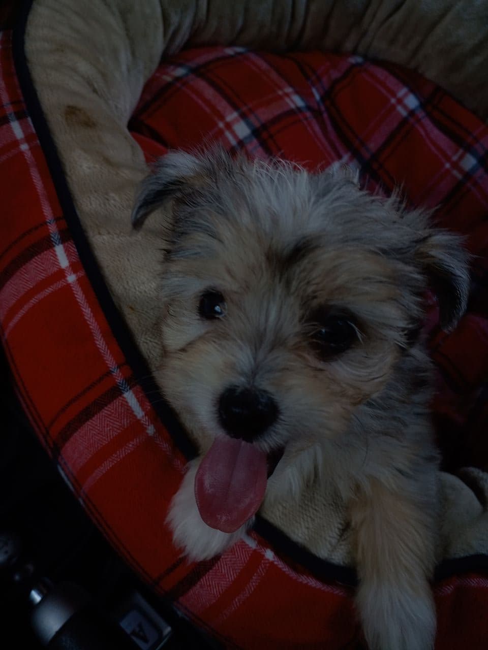 Pet travel photo 6
