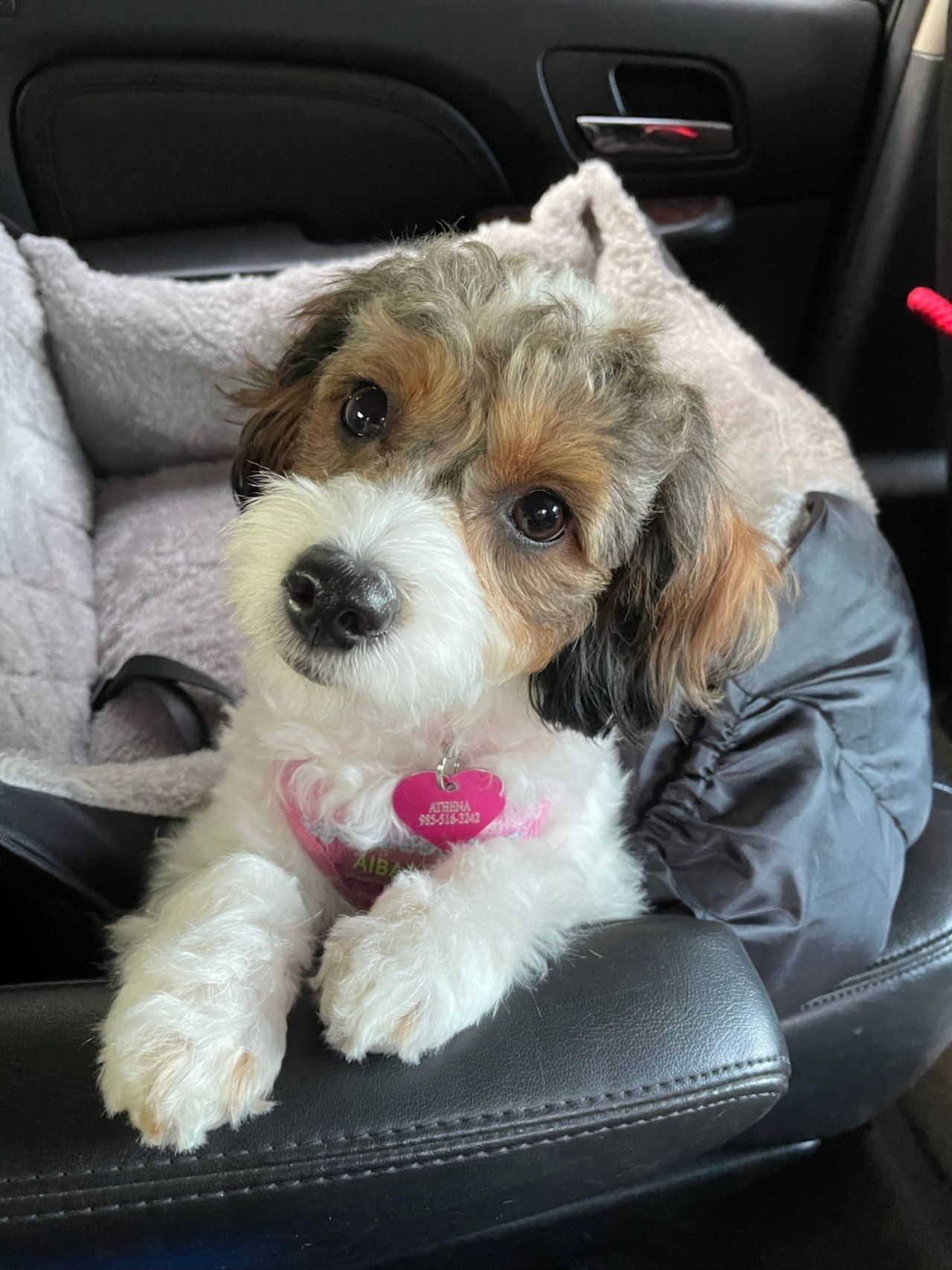 Furbaby travel 