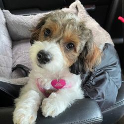 Furbaby travel 