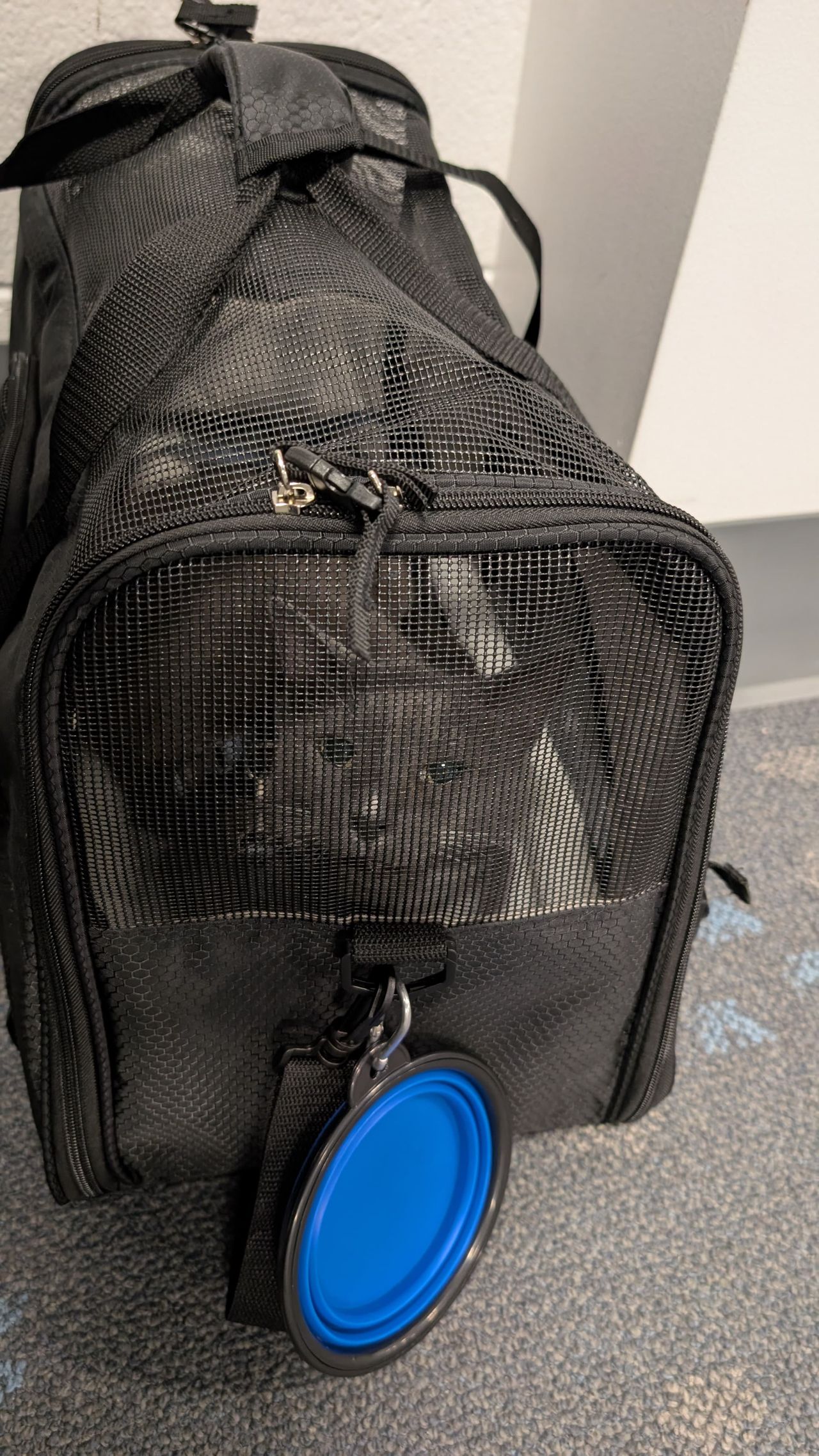 Pet travel photo 4
