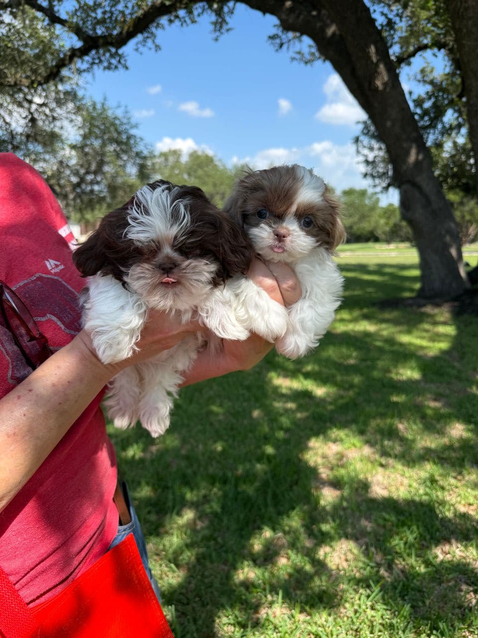 Pet travel photo 4