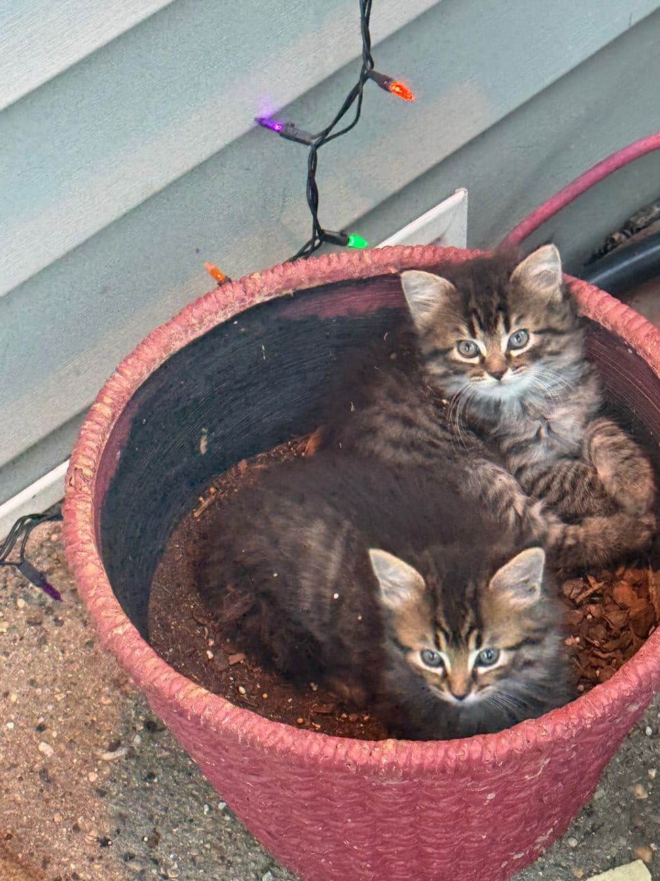 Pet travel photo 3