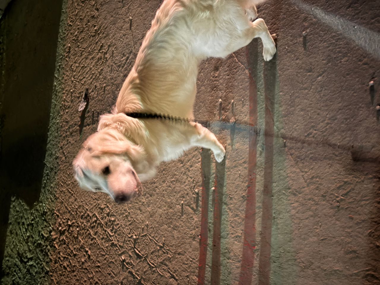 Pet travel photo 2