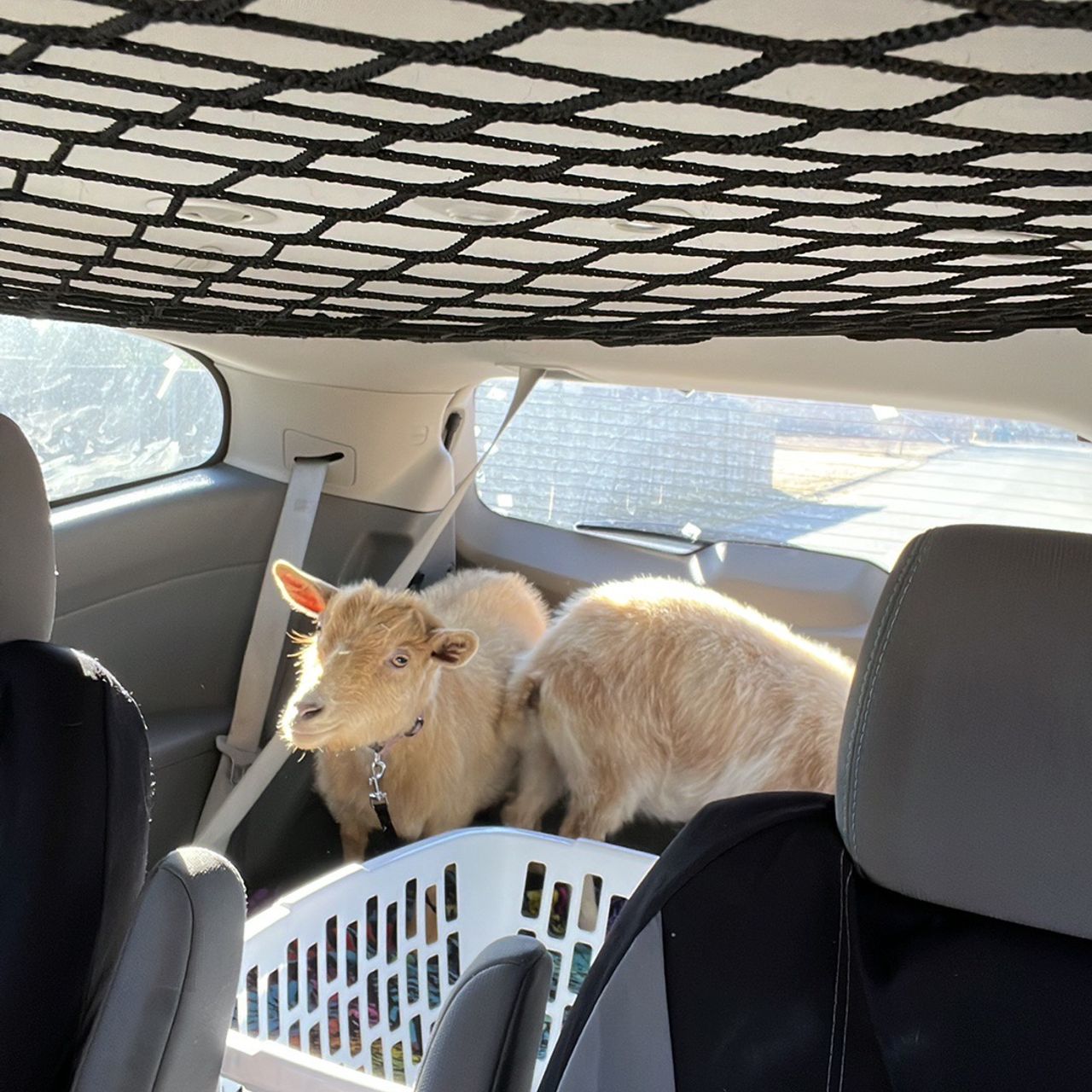 Pet travel photo 4