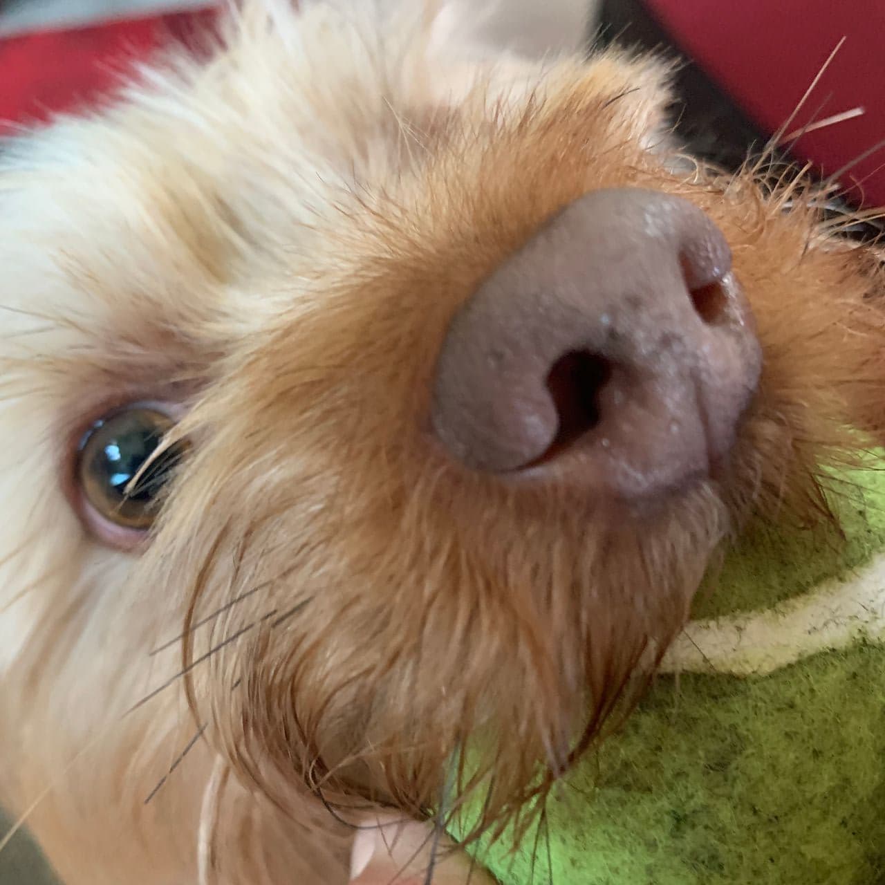Pet travel photo 2