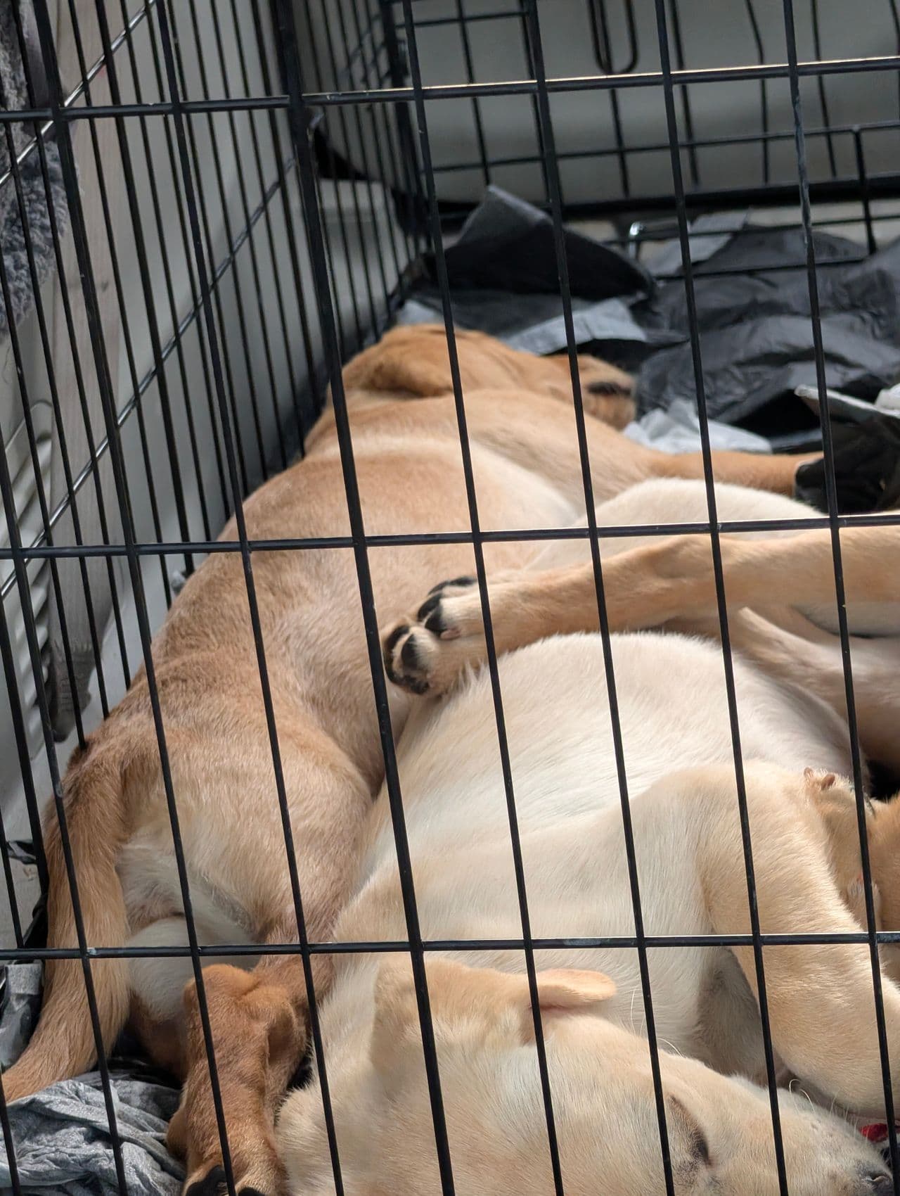 Pet travel photo 2