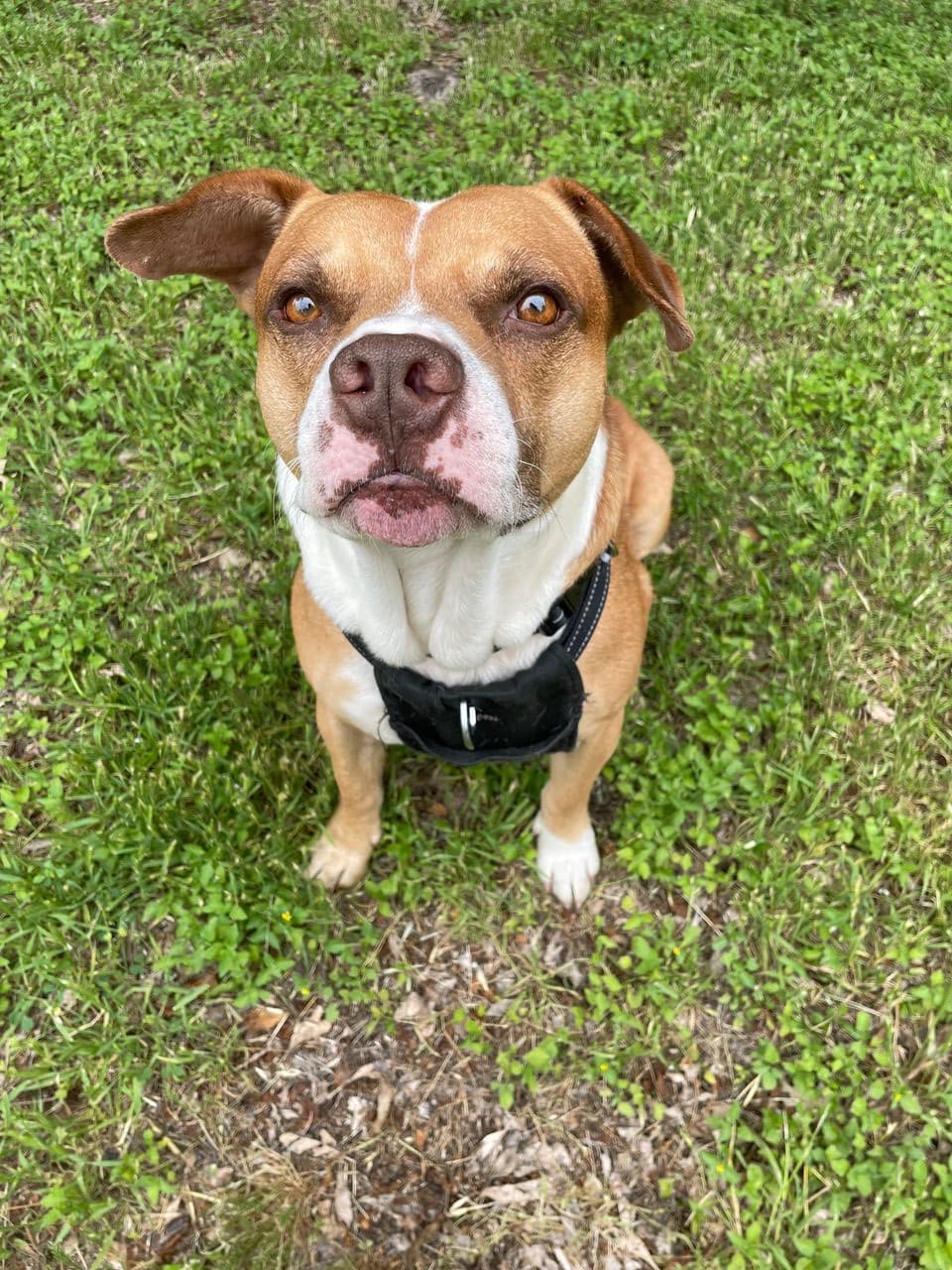 Pet travel photo 3