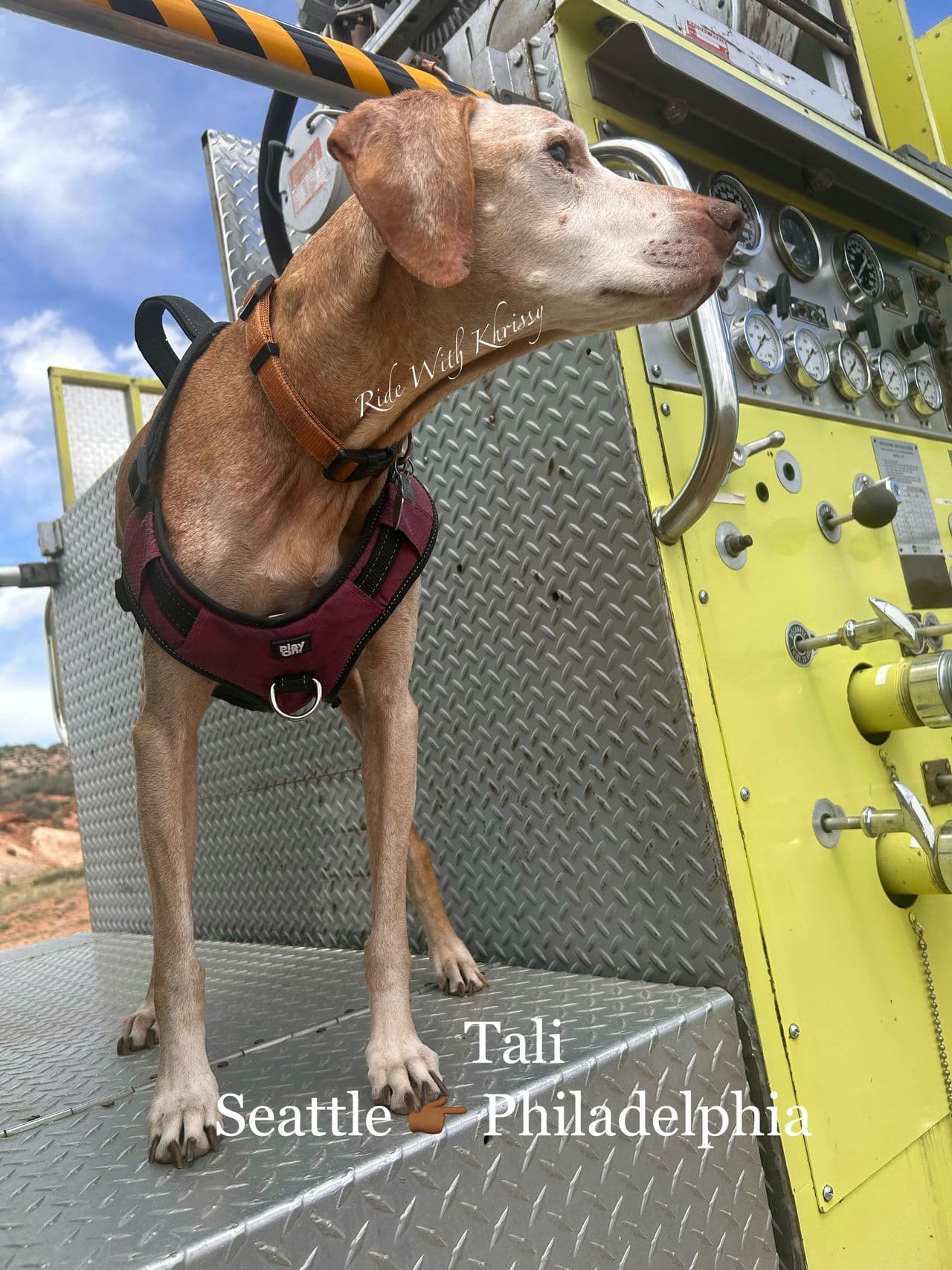 Pet travel photo 5