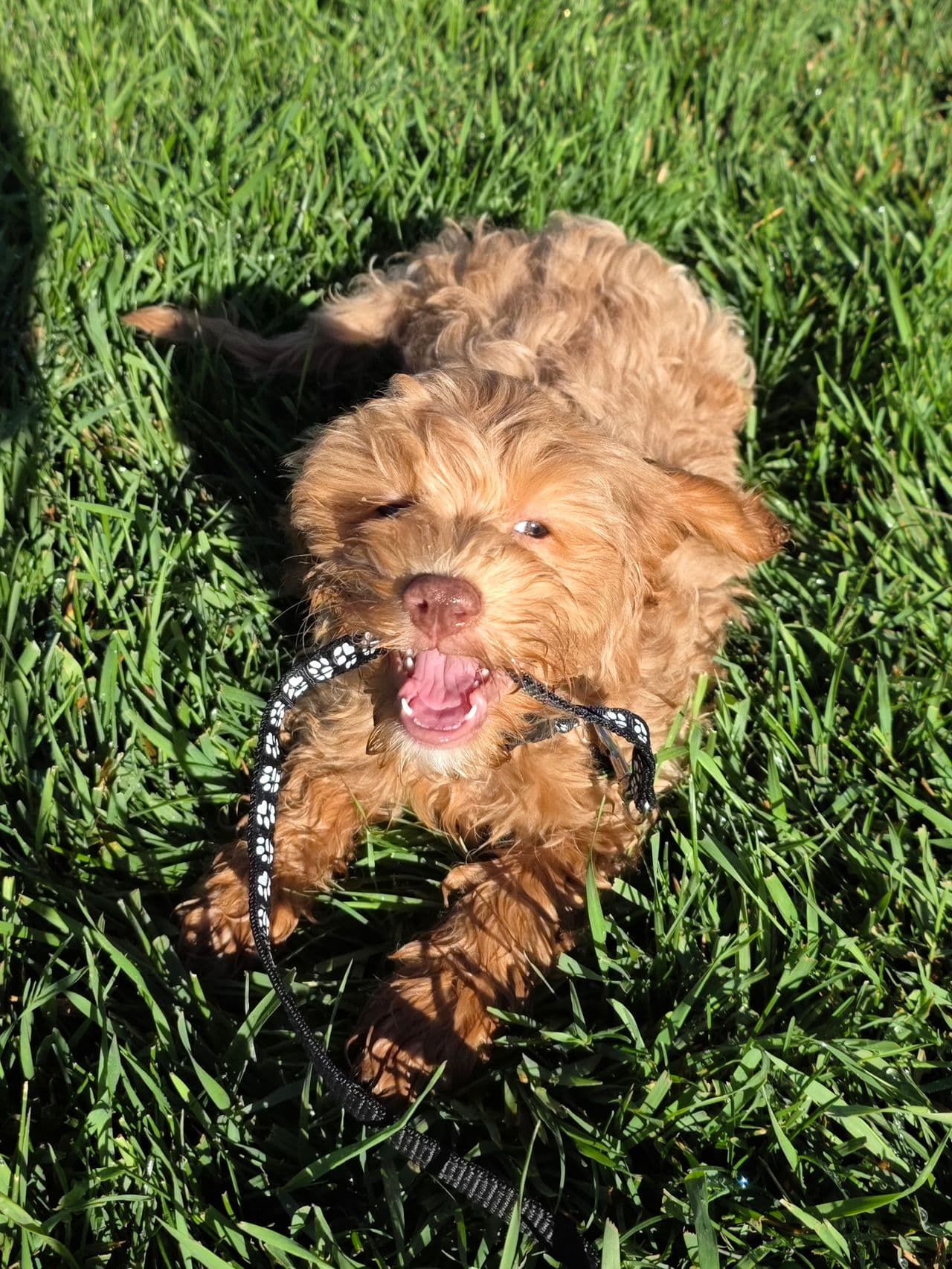Pet travel photo 3
