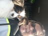 Miss B's loving pet transport