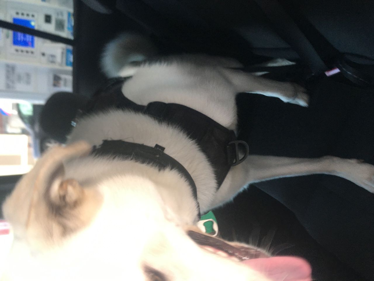 Pet travel photo 6