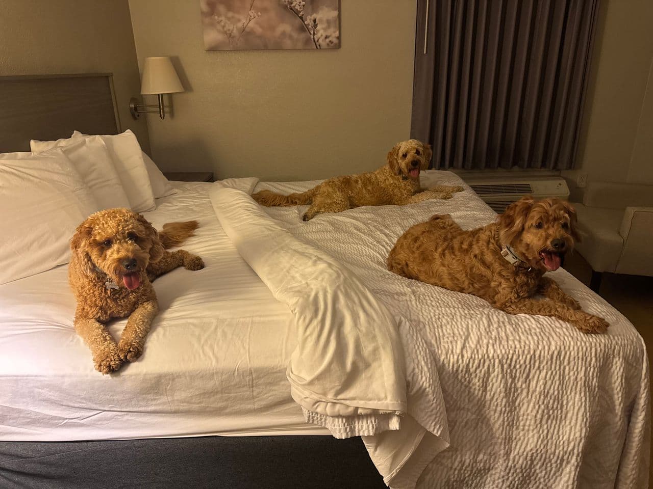 Pet travel photo 1