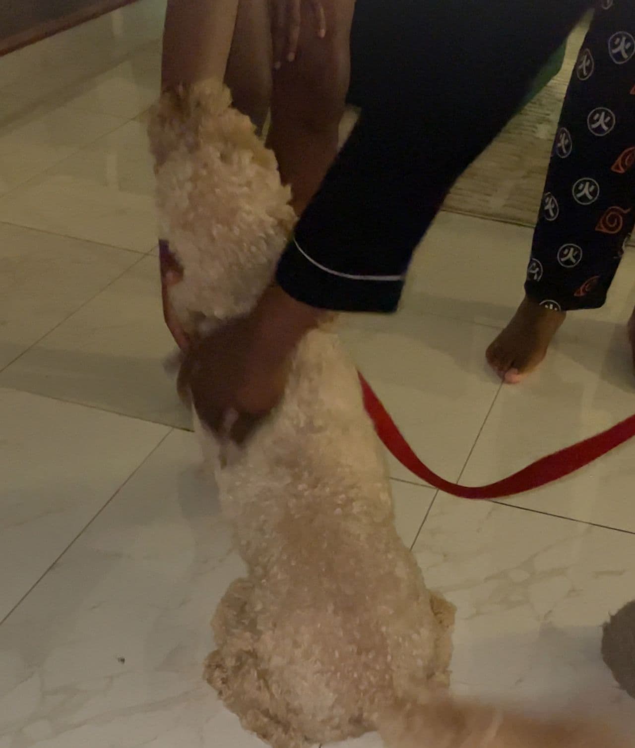Pet travel photo 1