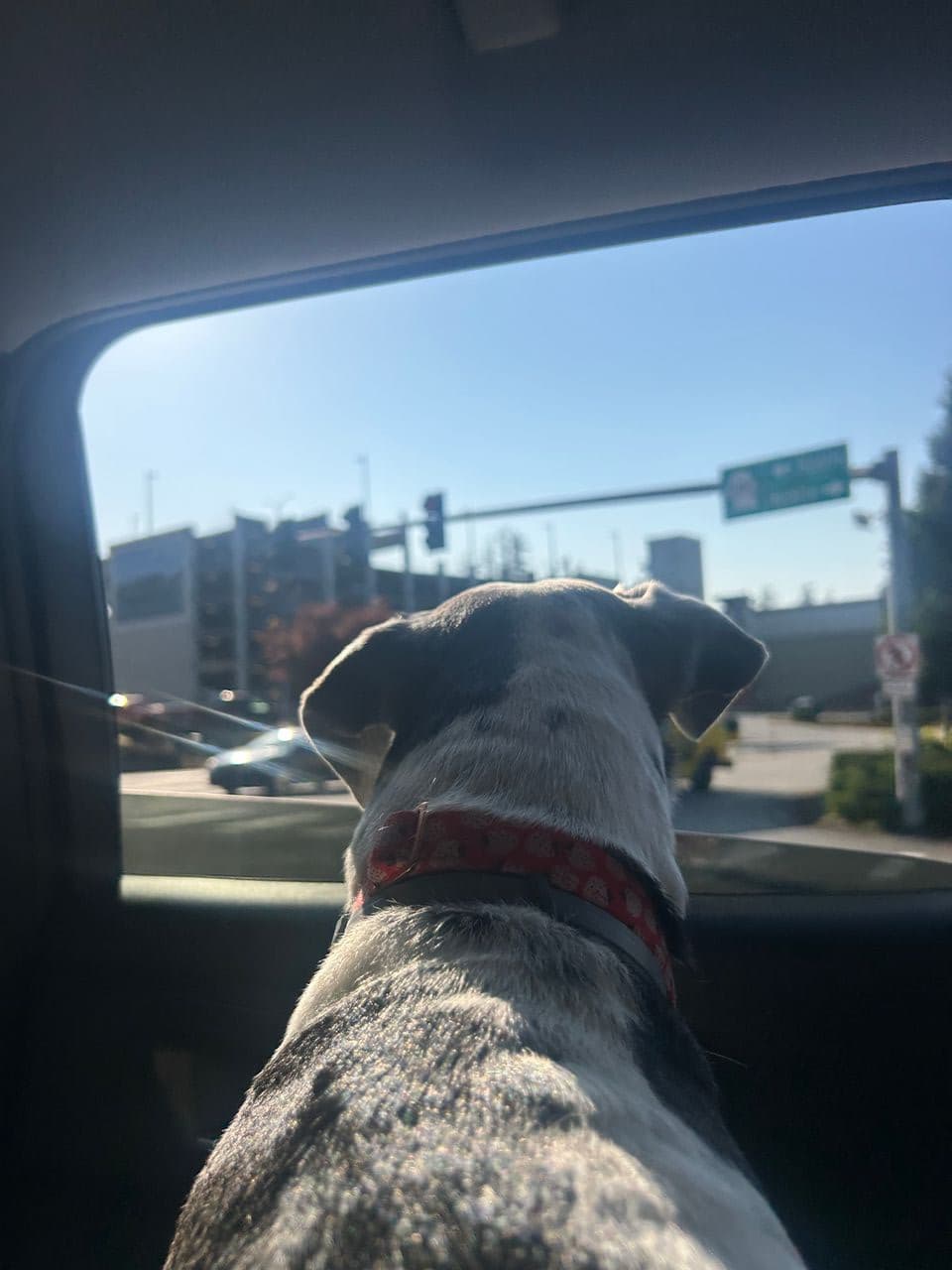 Pet travel photo 3
