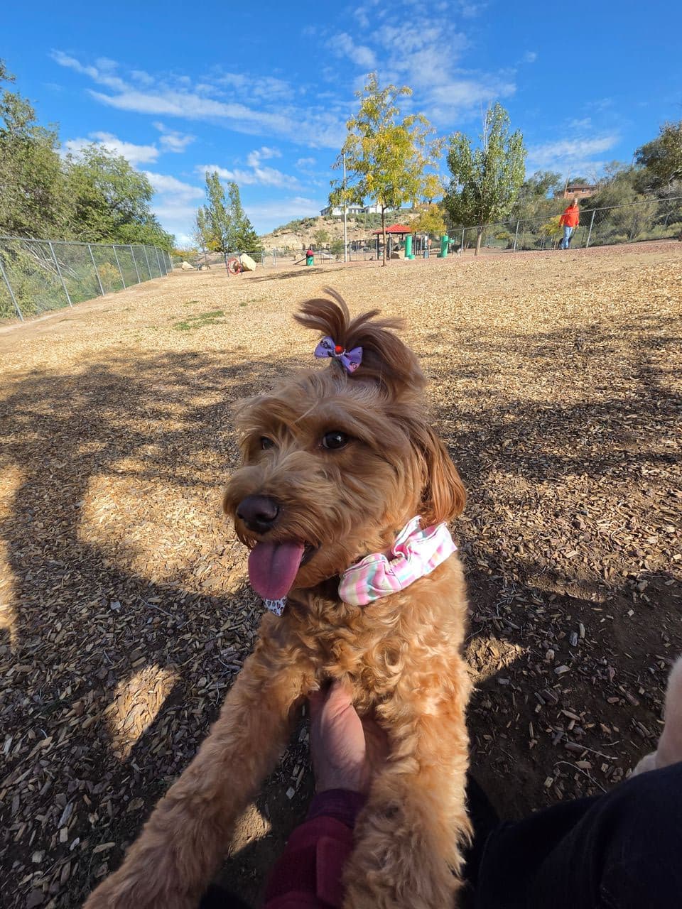 Pet travel photo 2