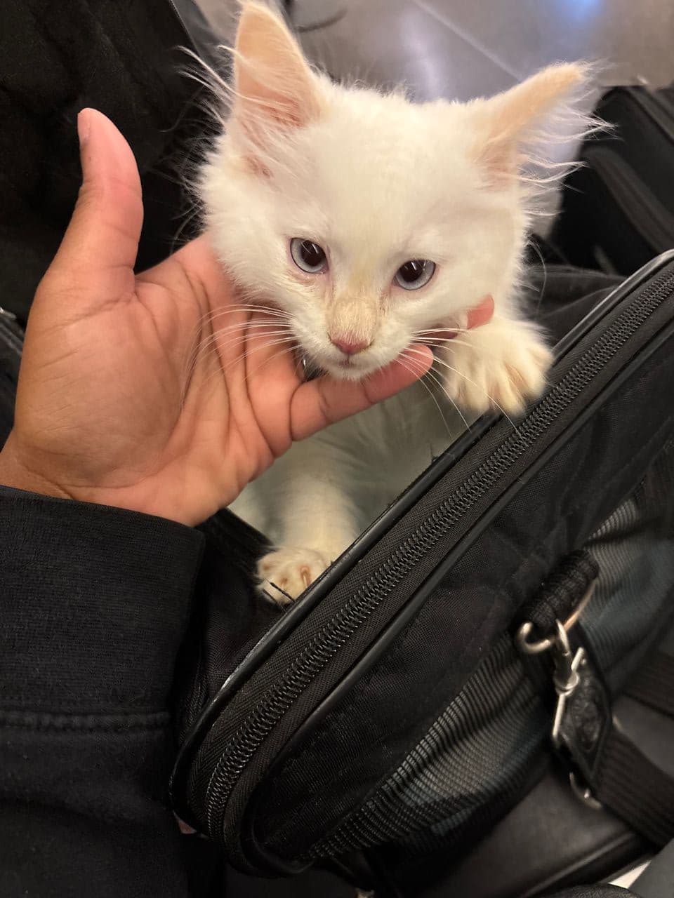 Pet travel photo 1