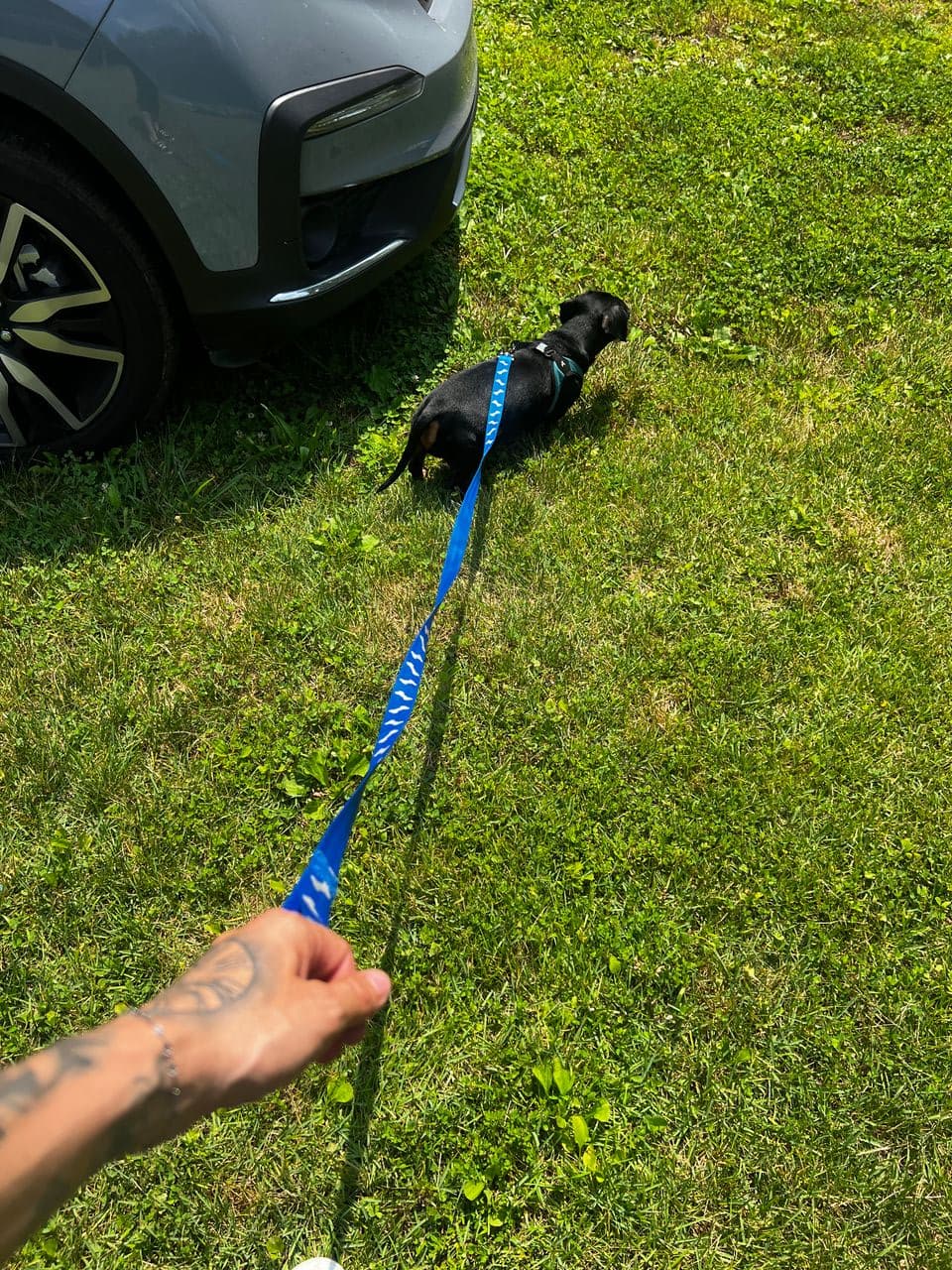 Pet travel photo 6