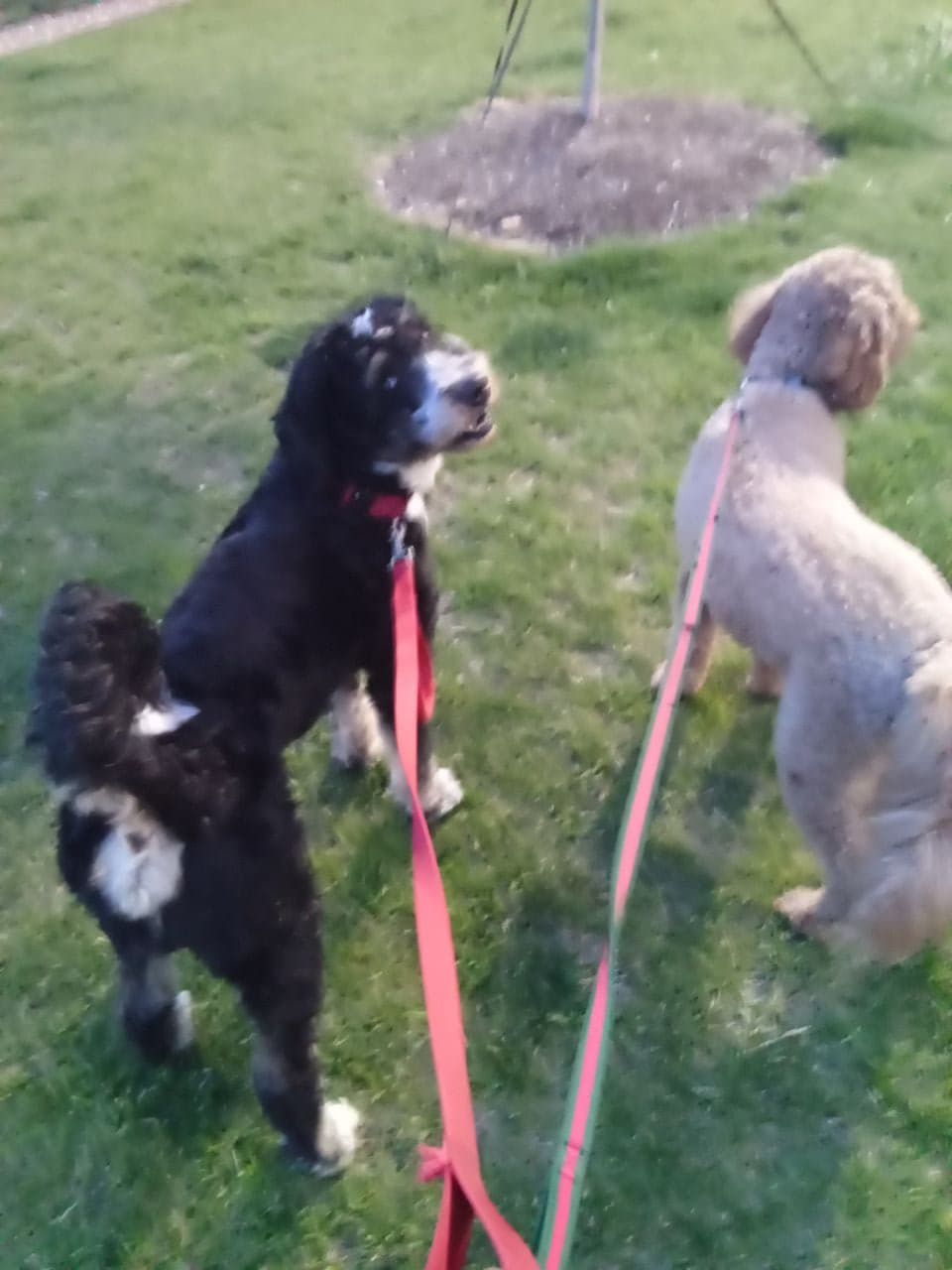 Pet travel photo 2