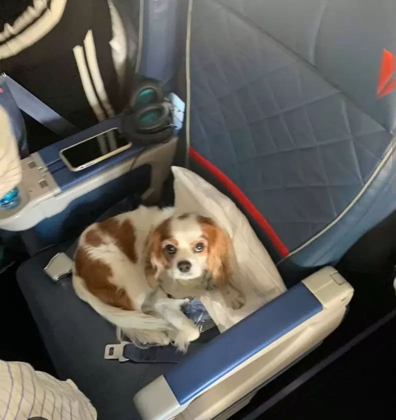 Pet travel photo 3
