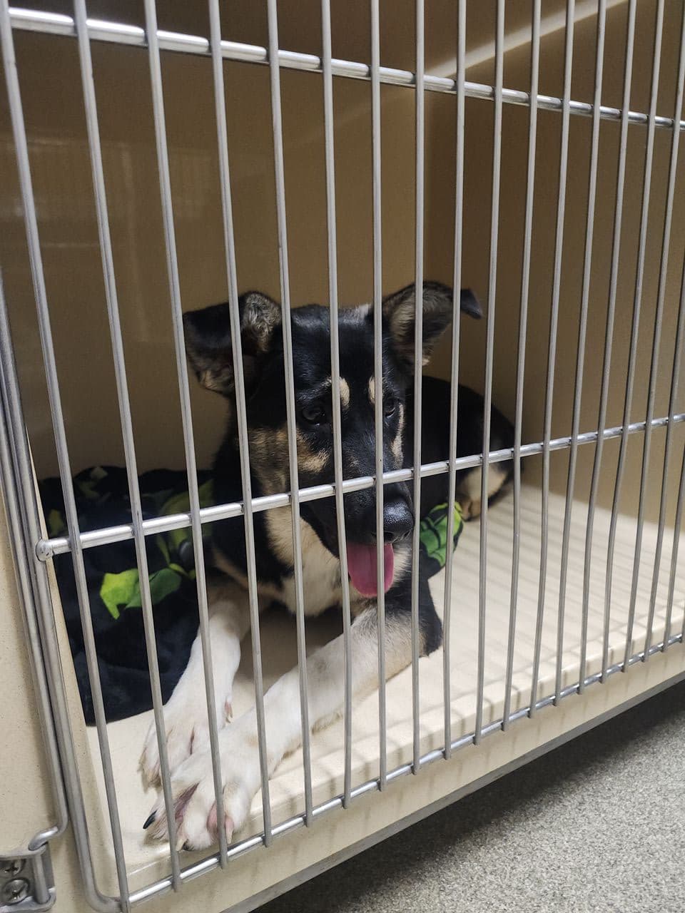 Pet travel photo 1
