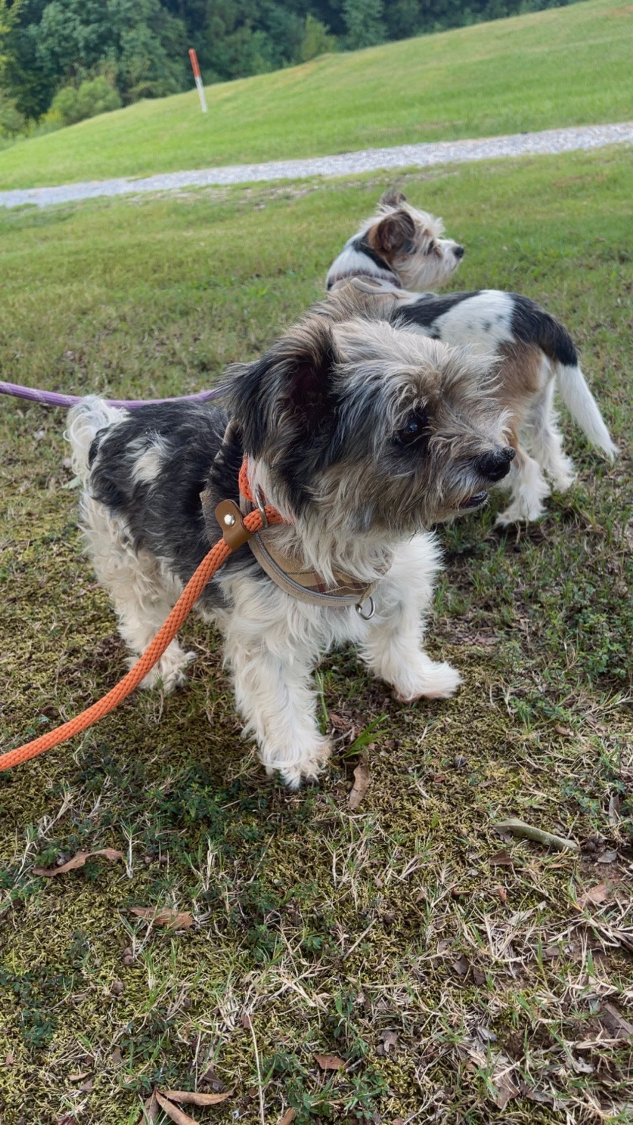 Pet travel photo 1