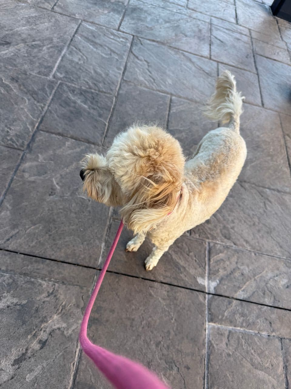 Pet travel photo 3