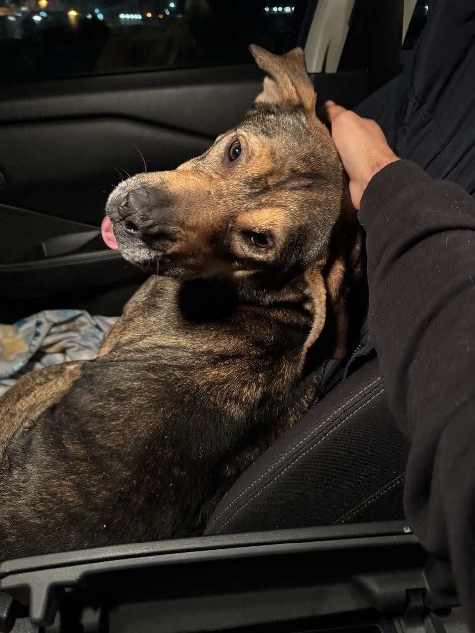 Pet travel photo 2