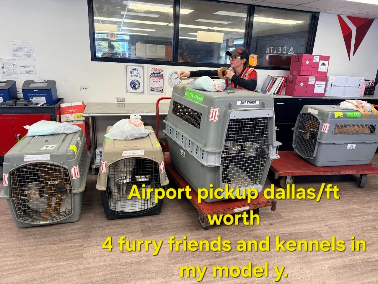 Pet travel photo 1