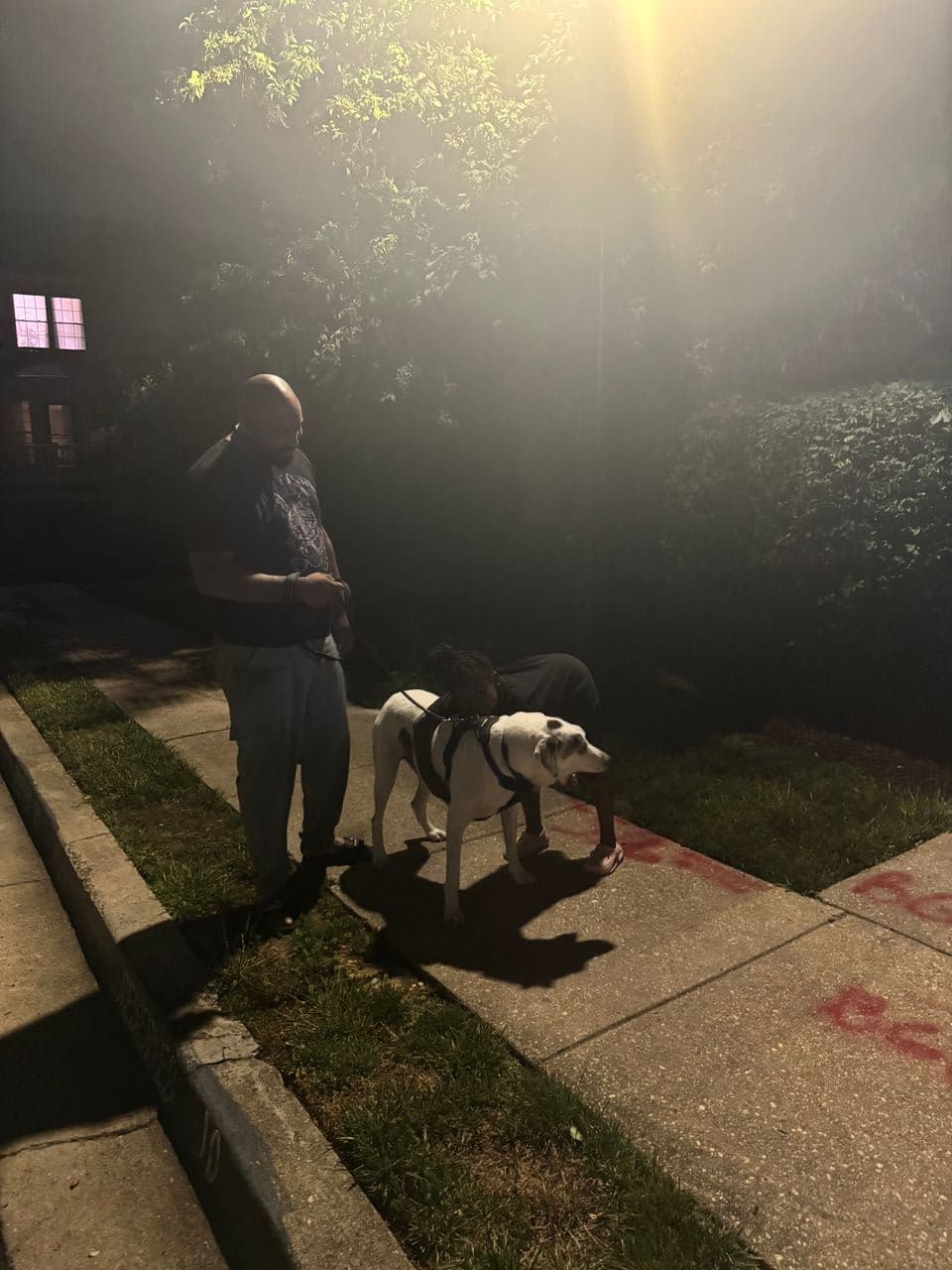 Pet travel photo 3