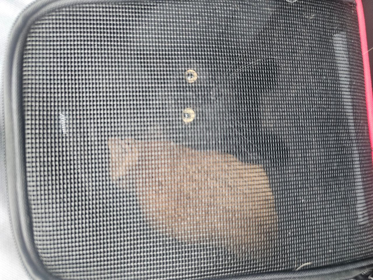 Pet travel photo 1