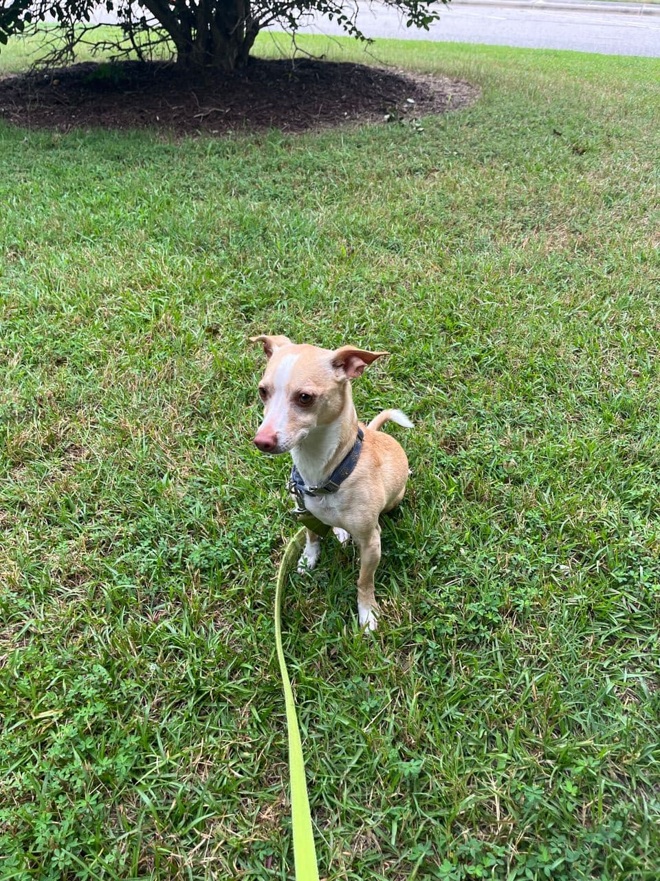 Pet travel photo 4