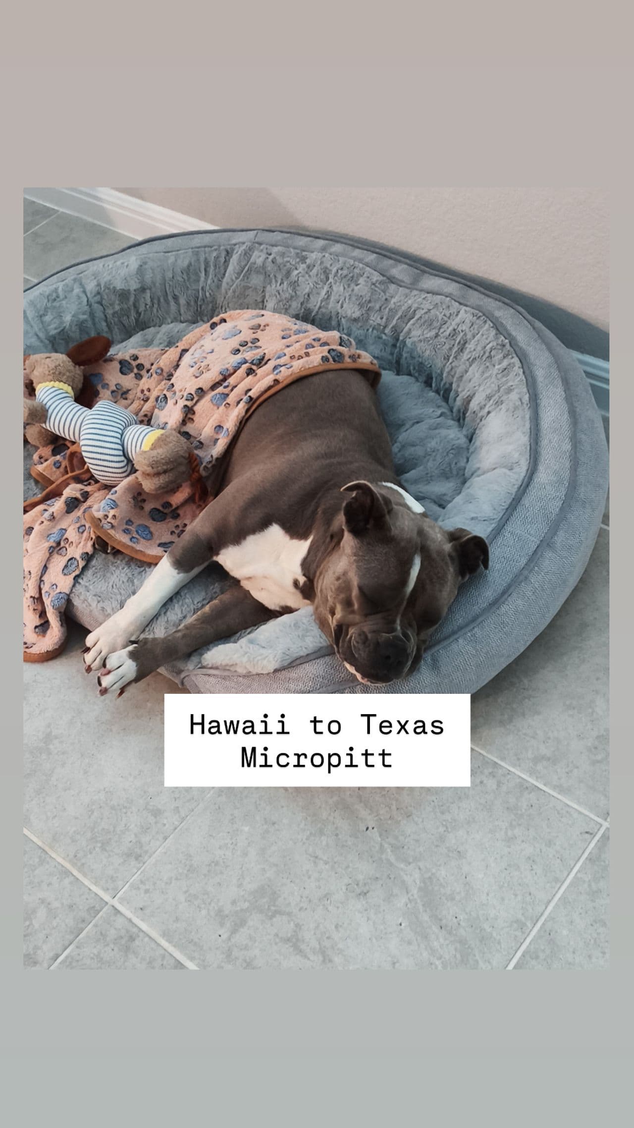 Pet travel photo 1