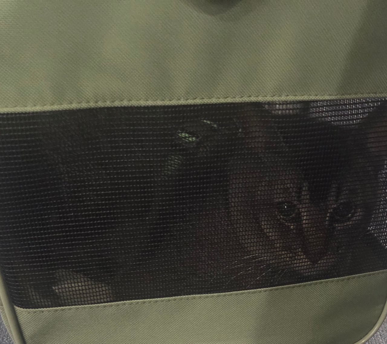 Pet travel photo 2
