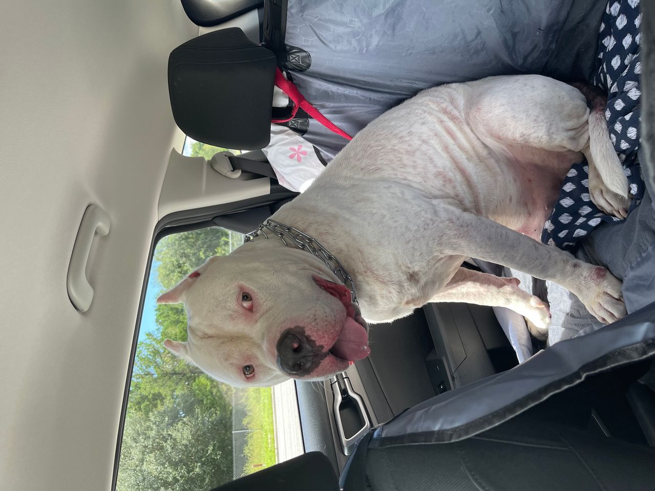 Pet travel photo 2