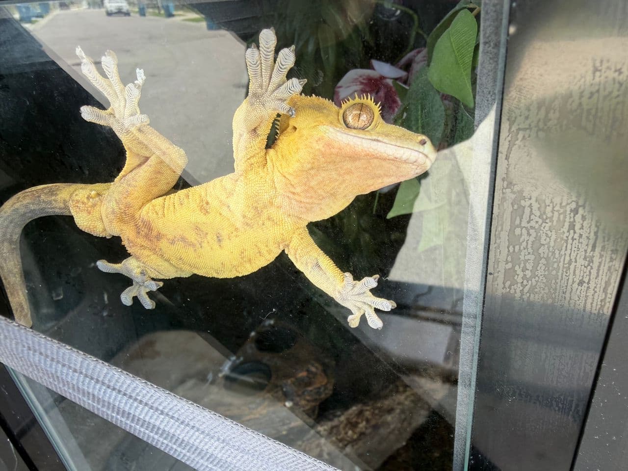 Pet travel photo 3