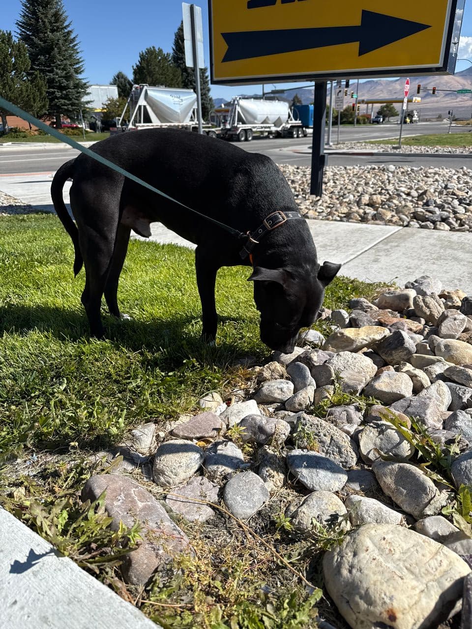 Pet travel photo 3
