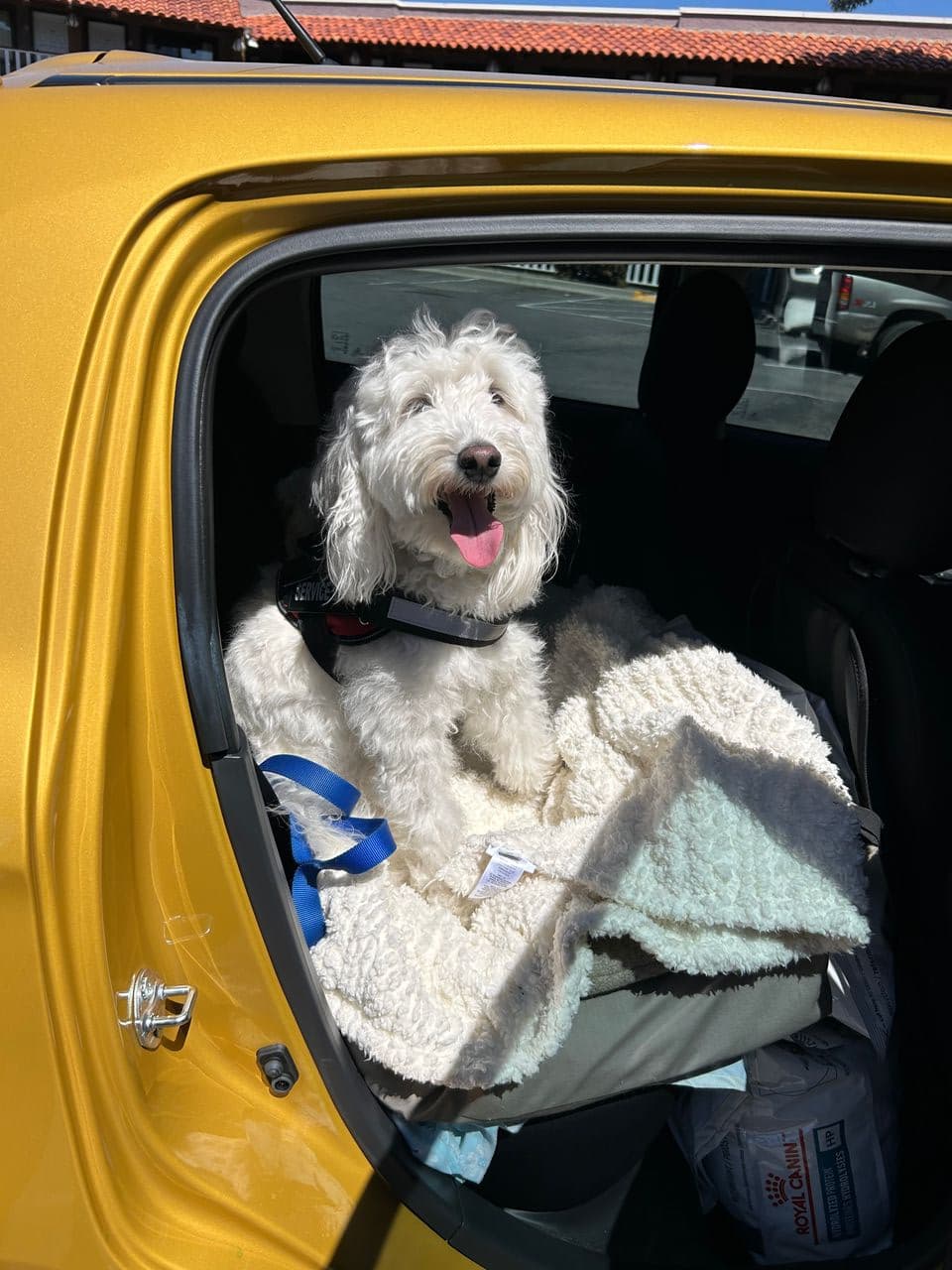 Pet travel photo 4