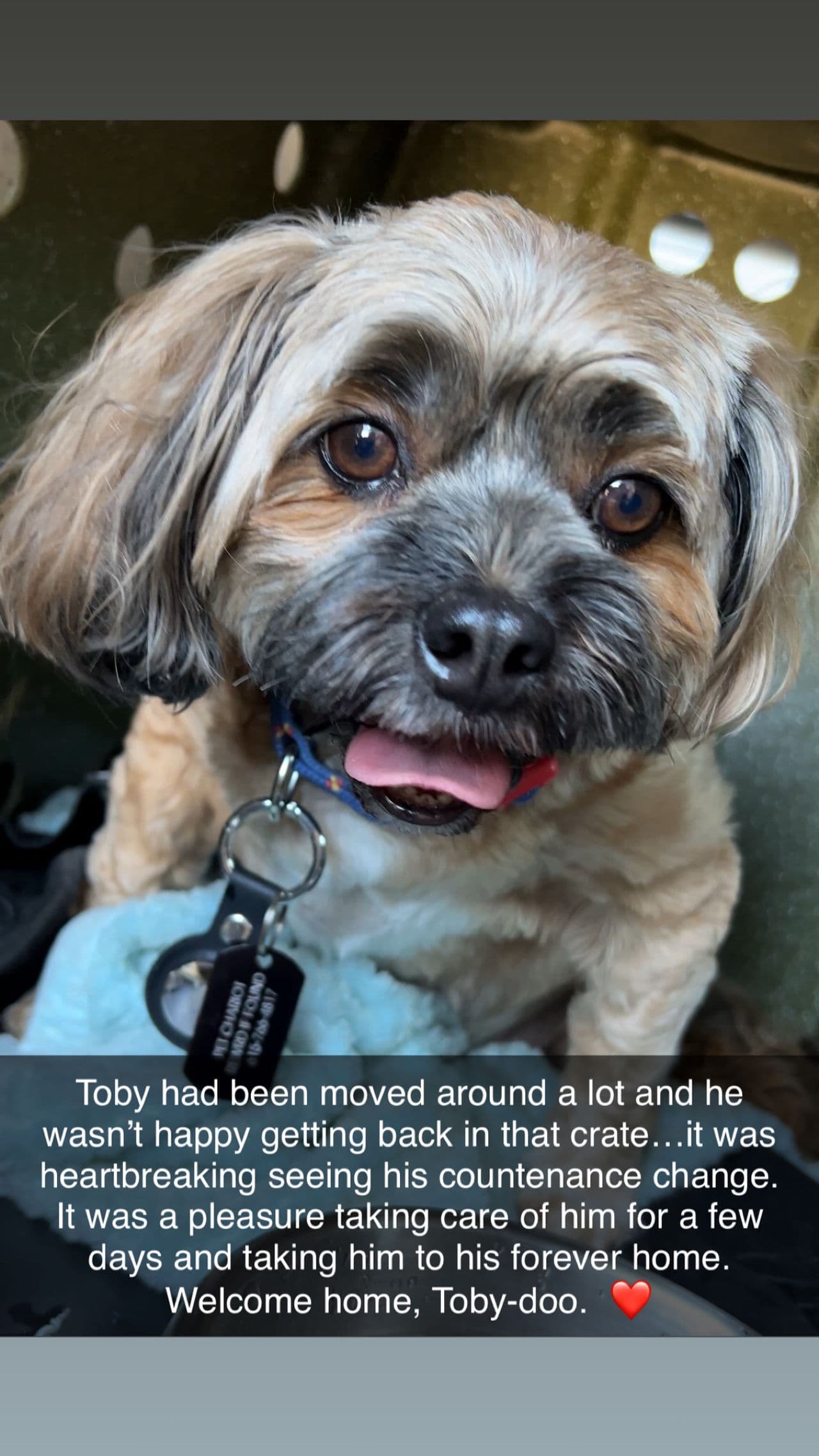 Pet travel photo 6