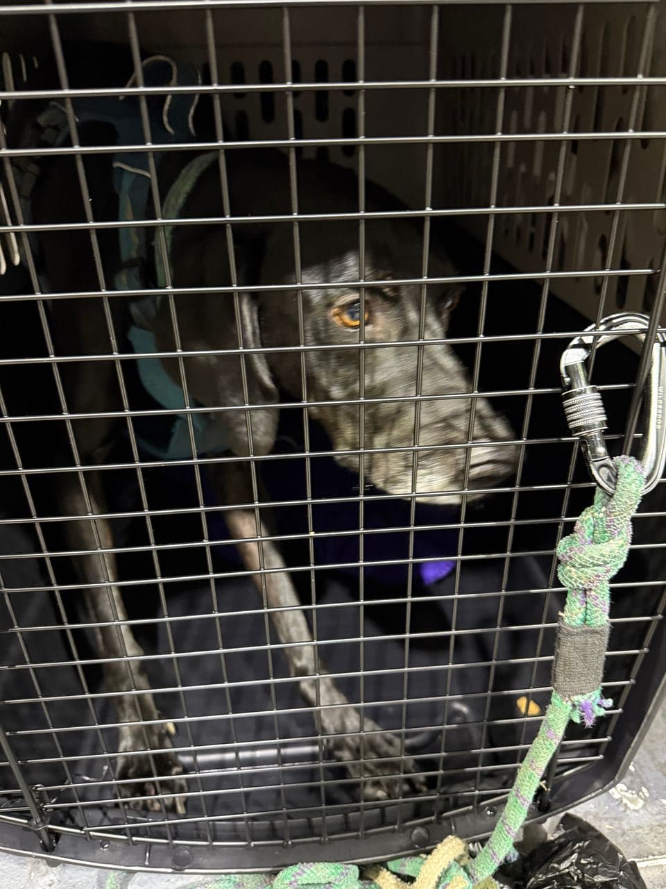 Pet travel photo 6