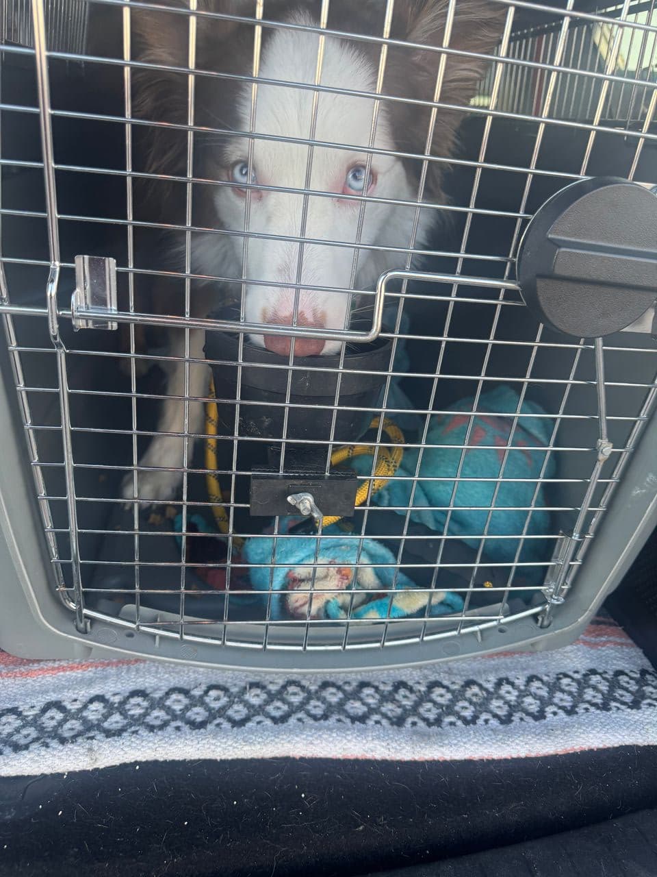 Pet travel photo 2