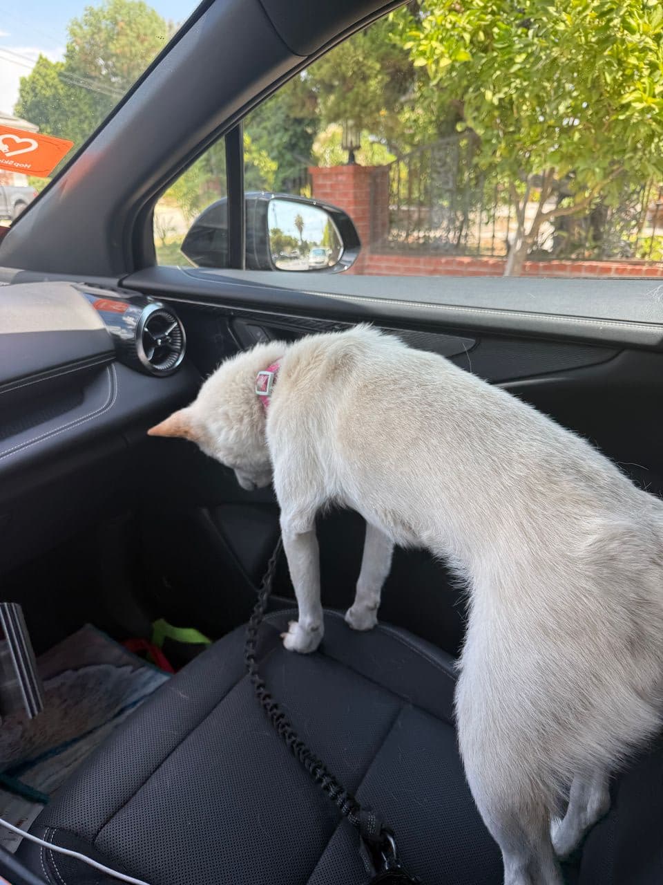 Pet travel photo 3