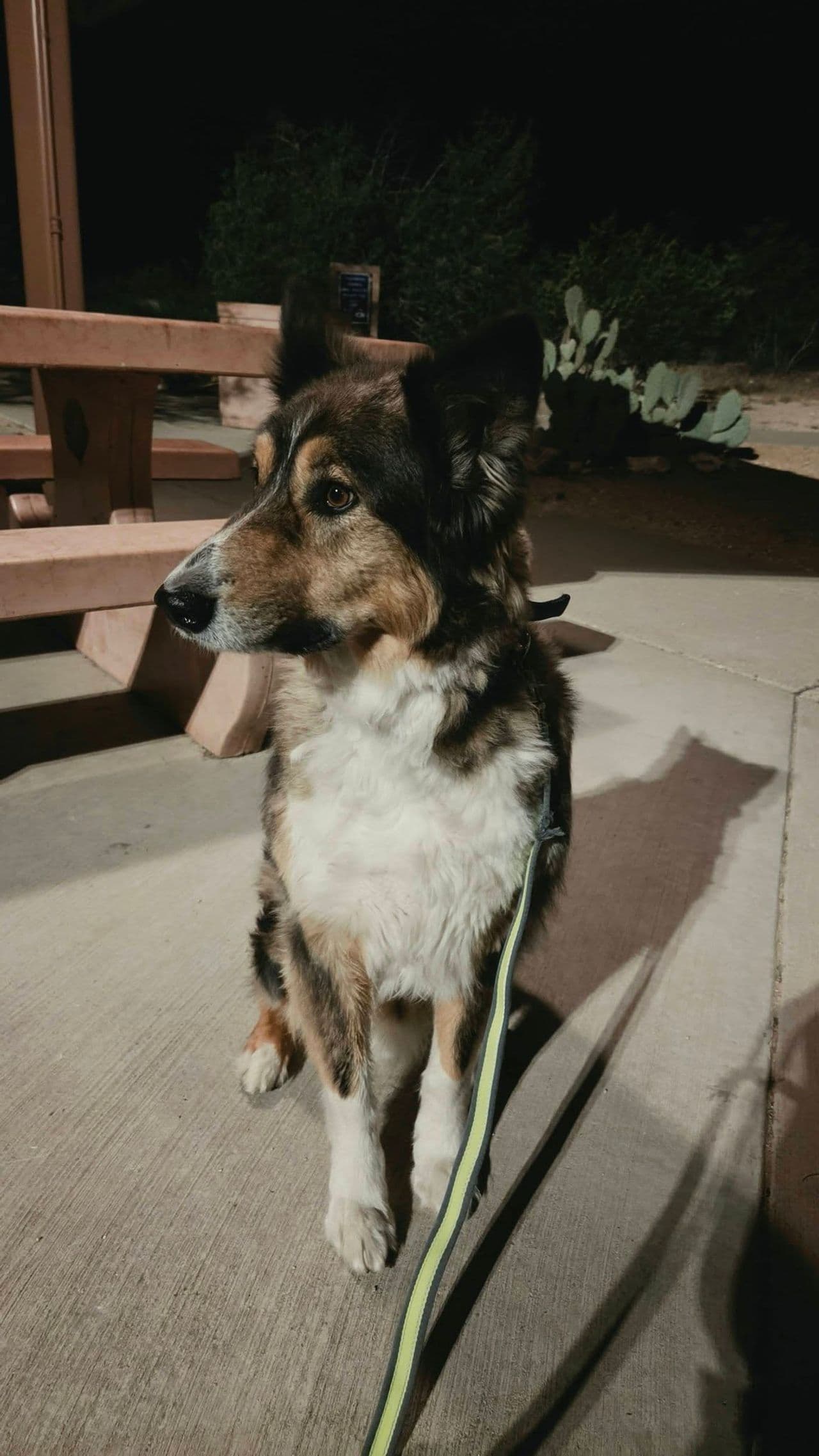 Pet travel photo 4