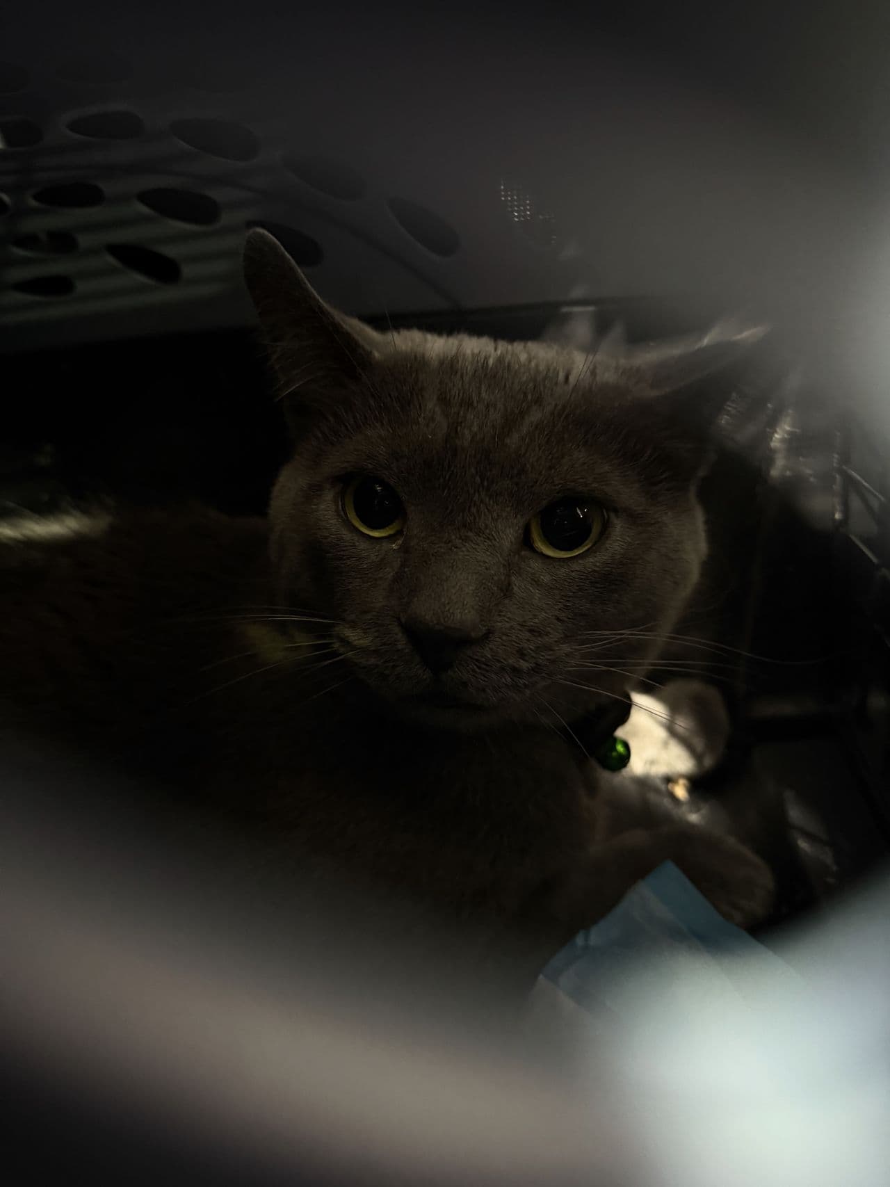 Pet travel photo 6