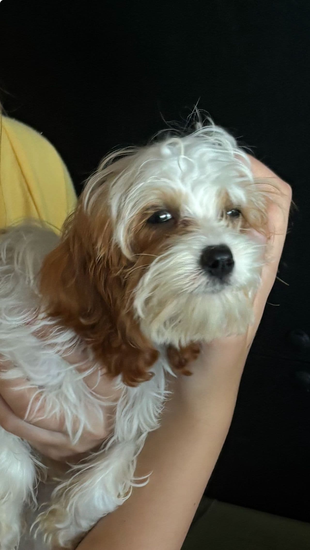 Pet travel photo 4