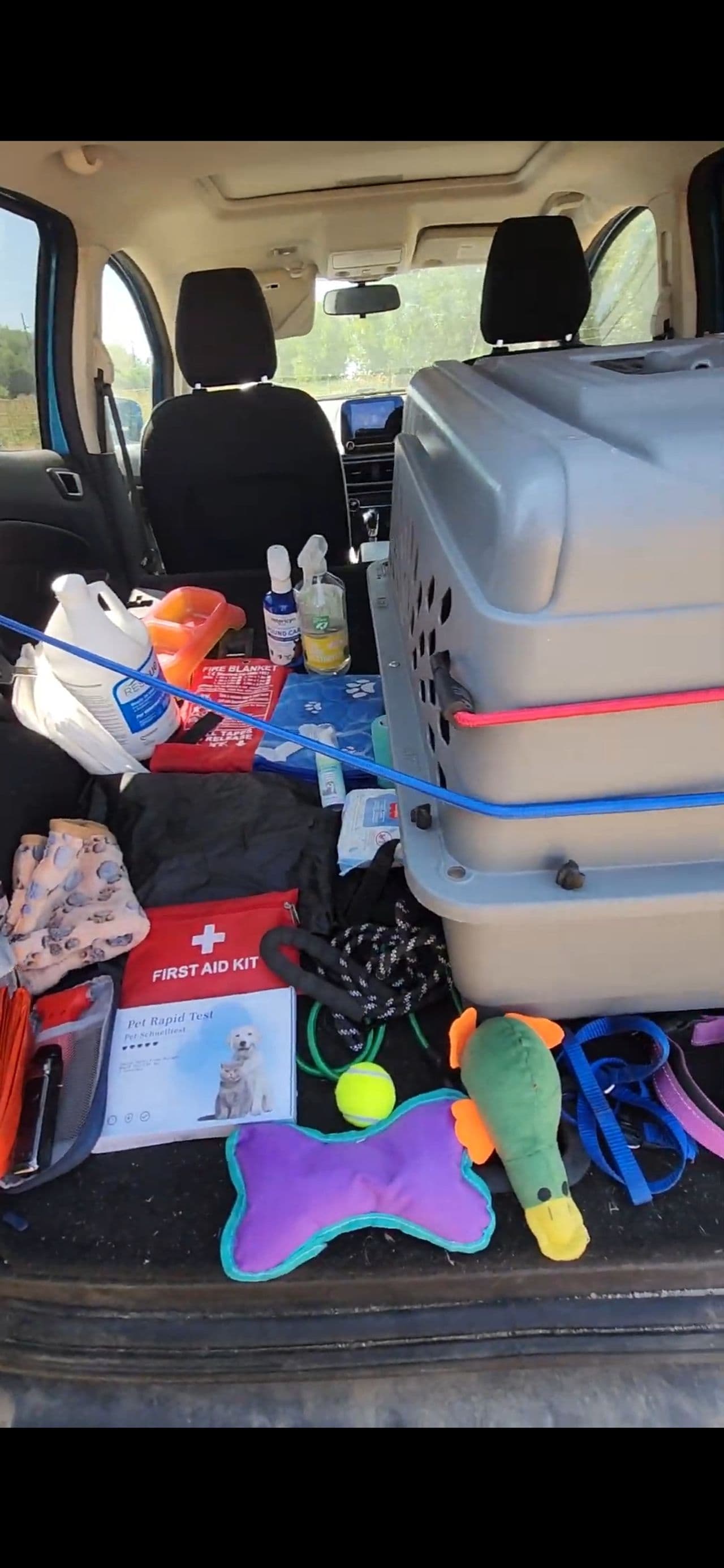 Pet travel photo 2