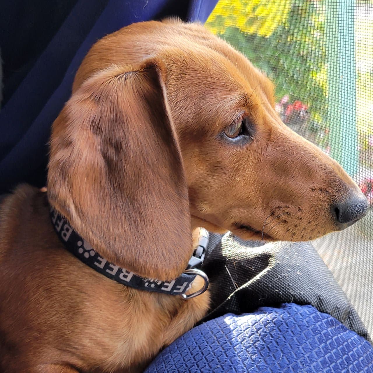 Pet travel photo 6